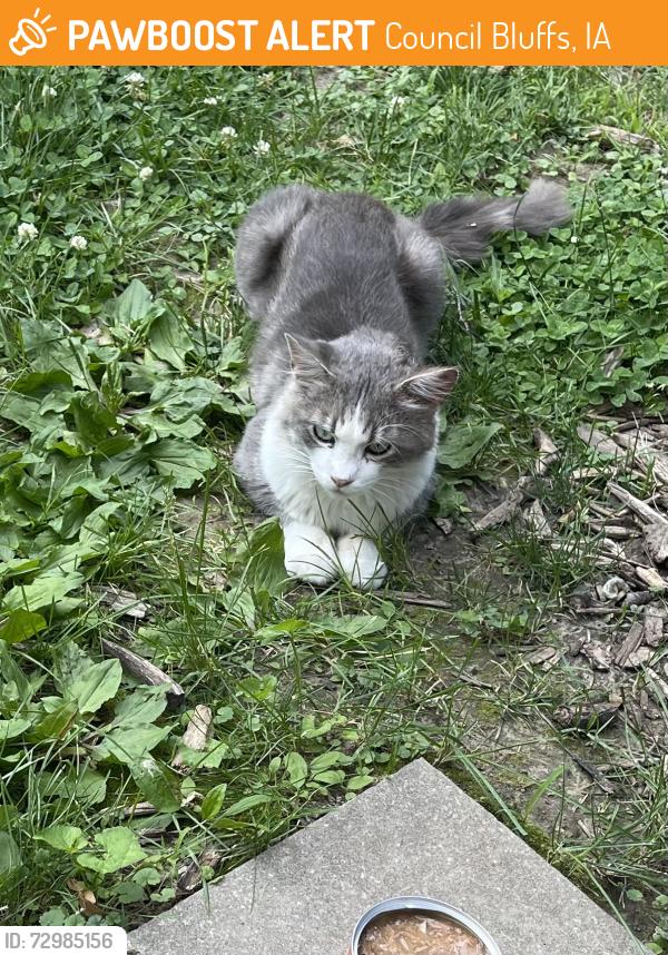 Found/Stray Unknown Cat last seen Council Bluffs YMCA, Council Bluffs, IA 51503