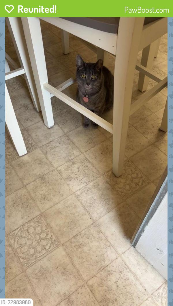 Reunited Female Cat last seen Near Stonegate dr, Graham, NC 27253