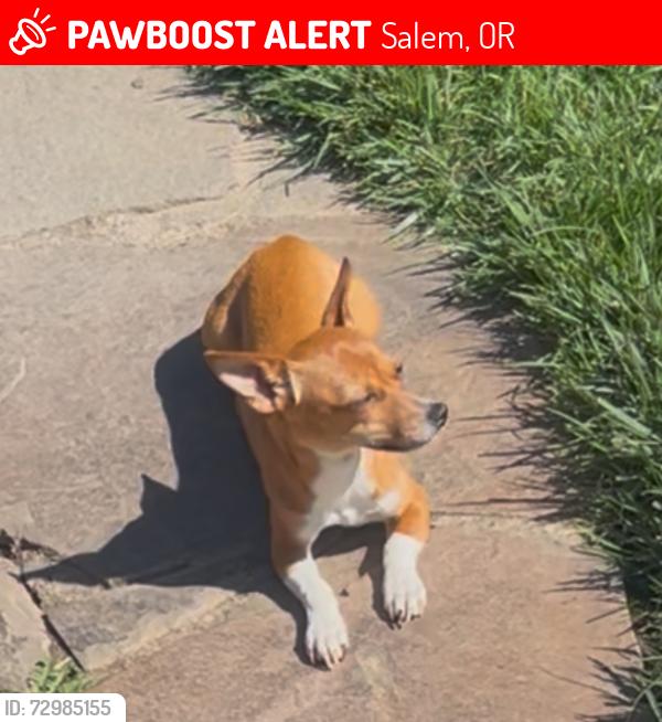 Lost Female Dog last seen Commercial st, Salem, OR 97302