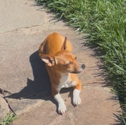 Lost Female Dog last seen Commercial st, Salem, OR 97302