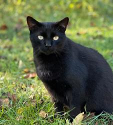 Lost Male Cat last seen Belle Hollow shopping center off of hwy 127 in Viewmont, Hickory, NC 28601