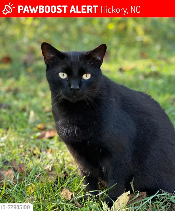 Lost Male Cat last seen Belle Hollow shopping center off of hwy 127 in Viewmont, Hickory, NC 28601
