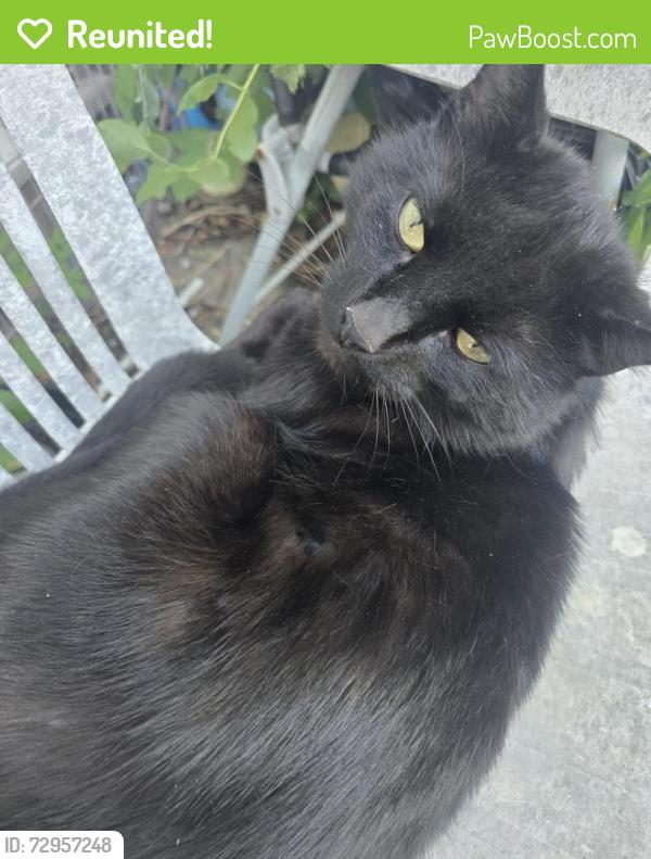 Reunited Unknown Cat last seen North bretton  Peterborough , Peterborough, England PE3 8NB