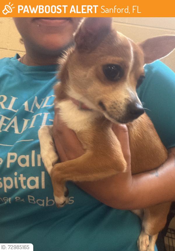 Found/Stray Female Dog last seen County home Rd and SR17, Sanford, FL 32773