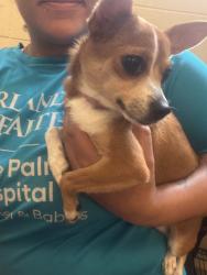 Found/Stray Female Dog last seen County home Rd and SR17, Sanford, FL 32773
