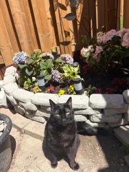 Reunited Female Cat last seen Yonge/mulock , Newmarket, ON L3X 1W3