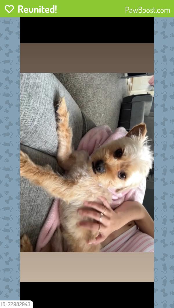 Reunited Male Dog last seen Skiles ave, sni-a-bar rd , Kansas City, MO 64130