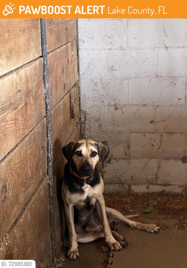 Rehomed Male Dog last seen Pine Island/ Fiesta, Lake County, FL 34711
