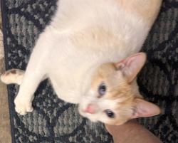 Reunited Unknown Cat last seen Crescenda , Los Angeles, CA 90049