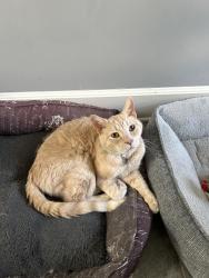 Lost Male Cat last seen Near Cheswold Hill Rd, Haverford, PA 19041