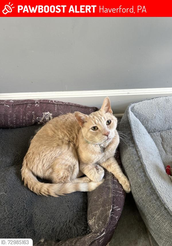 Lost Male Cat last seen Near Cheswold Hill Rd, Haverford, PA 19041