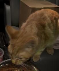 Found/Stray Male Cat last seen Sir Galahad and Washington rd, Evans, GA 30809