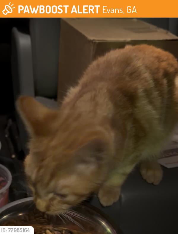 Found/Stray Male Cat last seen Sir Galahad and Washington rd, Evans, GA 30809