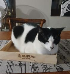 Reunited Male Cat last seen KSM, Centurion, GP 0051