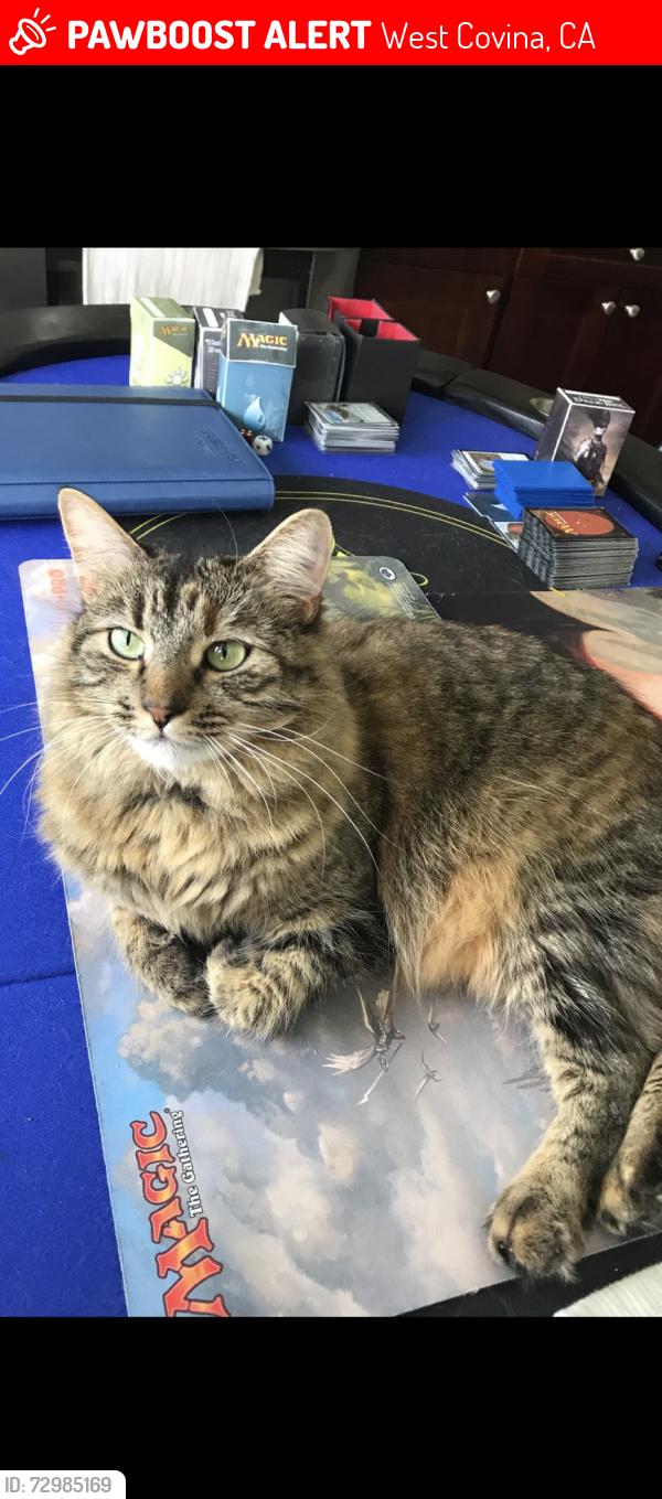 Lost Female Cat last seen S. Ferwood st and E. Garvey ave, West Covina, CA 91791
