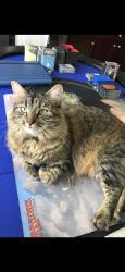 Lost Female Cat last seen S. Ferwood st and E. Garvey ave, West Covina, CA 91791