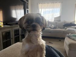 Lost Female Dog last seen N. Will Rogers Dr and N. Buckboard Ave., Pueblo West, CO 81007