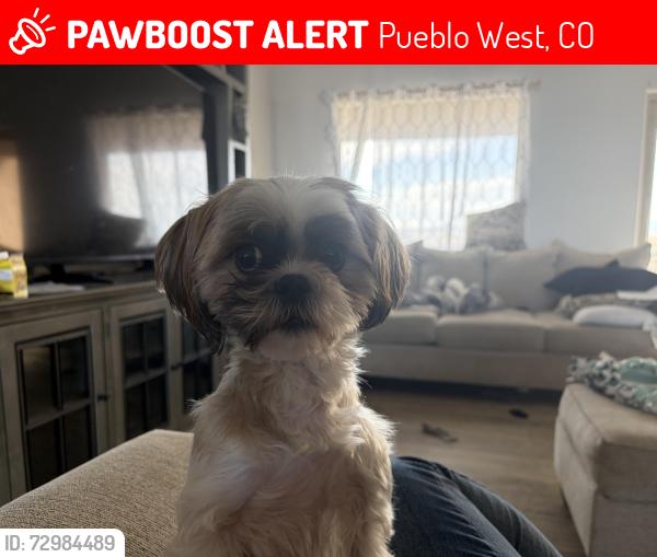 Lost Female Dog last seen N. Will Rogers Dr and N. Buckboard Ave., Pueblo West, CO 81007