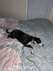 Lost Female Dog last seen Georgia Ave and El Prado WPB FL 33405, West Palm Beach, FL 33405