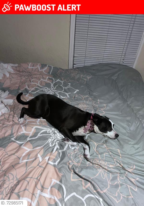 Lost Female Dog last seen Georgia Ave and El Prado WPB FL 33405, West Palm Beach, FL 33405