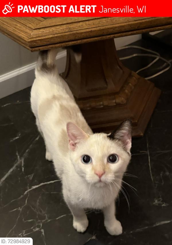Lost Female Cat last seen Williams and Memorial Drive, Janesville, WI 53545