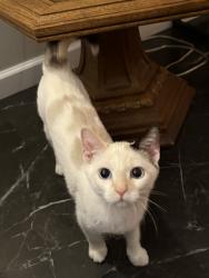 Lost Female Cat last seen Williams and Memorial Drive, Janesville, WI 53545