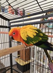 Lost Unknown Bird last seen Magnolia , Long Beach, CA 90831