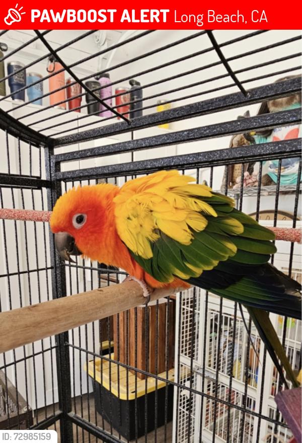 Lost Unknown Bird last seen Magnolia , Long Beach, CA 90831