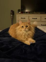 Reunited Male Cat last seen Beaumont Park Circle , Blythewood, SC 29016