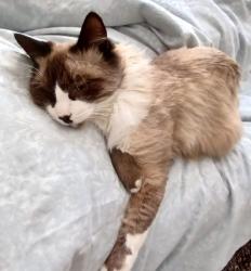 Reunited Male Cat last seen KSM, Centurion, GP 0051