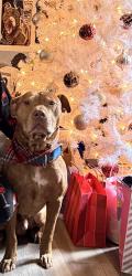 Reunited Male Dog last seen Millers Mill Rd and 138-W, Stockbridge, GA 30281