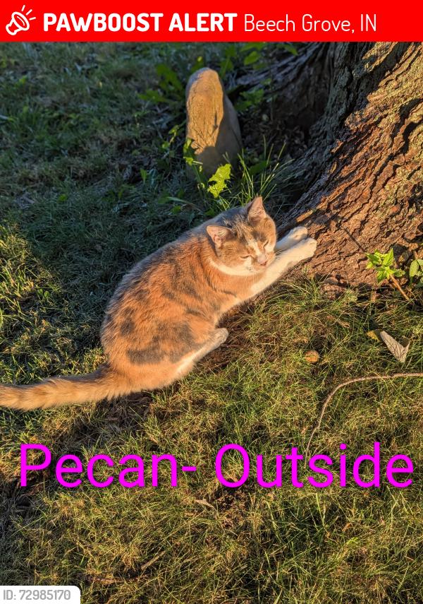 Lost Female Cat last seen Rodney ct, Beech Grove, IN 46107