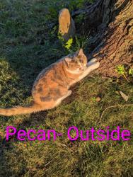 Lost Female Cat last seen Rodney ct, Beech Grove, IN 46107