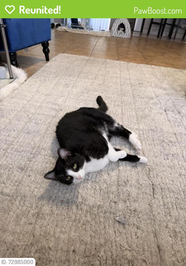 Reunited Male Cat last seen Quiet Grove, Atascocita, TX 77346