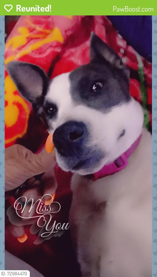Reunited Female Dog last seen Wildlife rd, New Bern, NC 28560
