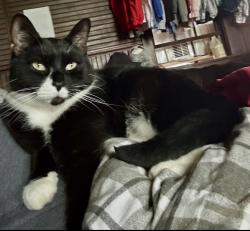 Lost Male Cat last seen Coeur d Alene and 2nd ave, Spokane, WA 99201