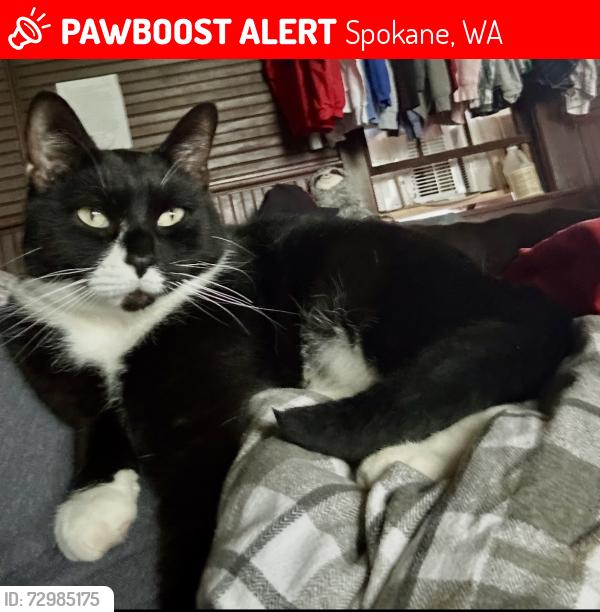 Lost Male Cat last seen Coeur d Alene and 2nd ave, Spokane, WA 99201