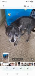 Reunited Male Dog last seen Spencer mtn rd, Gastonia, NC 28120