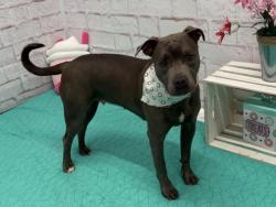 Shelter Stray Female Dog last seen Near BLOCK GRATIOT AVE, DETROIT MI 48205, 7401 Chrysler Dr, Detroit, MI 48211, USA