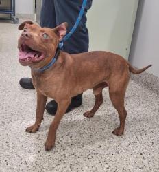 Shelter Stray Male Dog last seen Near BLOCK SUNSET ST, DETROIT MI 48234, 7401 Chrysler Dr, Detroit, MI 48211, USA