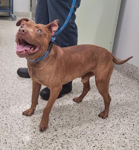 Shelter Stray Male Dog last seen Near BLOCK SUNSET ST, DETROIT MI 48234, 7401 Chrysler Dr, Detroit, MI 48211, USA