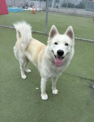 Shelter Stray Female Dog last seen , 11361 W Pico Blvd, Los Angeles, CA 90064, USA