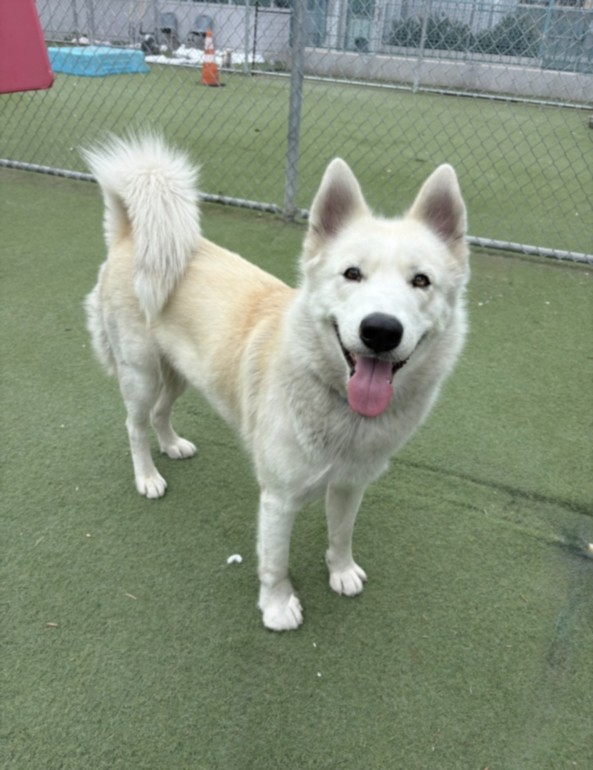 Shelter Stray Female Dog last seen , 11361 W Pico Blvd, Los Angeles, CA 90064, USA