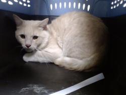 Shelter Stray Male Cat last seen Near BLOCK WELTON ST, DENVER CO 80205, 1241 W Bayaud Ave, Denver, CO 80223, USA