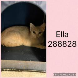 Shelter Stray Female Cat last seen ELKAN AVE., 4214 Fulton Mill Rd, Macon, GA 31216, USA