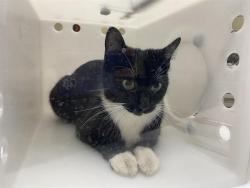 Shelter Stray Female Cat last seen 16TH AND GRANT, 3839 W Burnham St, West Milwaukee, WI 53215, USA
