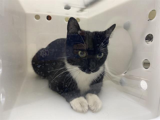 Shelter Stray Female Cat last seen 16TH AND GRANT, 3839 W Burnham St, West Milwaukee, WI 53215, USA