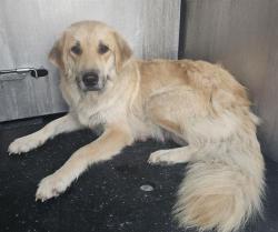 Shelter Stray Female Dog last seen YELLOW SAND DR, 4710 TX-151, San Antonio, TX 78227, USA