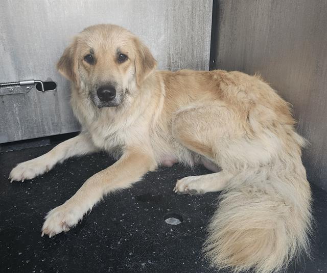 Shelter Stray Female Dog last seen YELLOW SAND DR, 4710 TX-151, San Antonio, TX 78227, USA