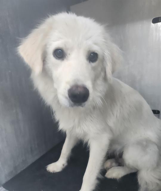 Shelter Stray Female Dog last seen YELLOW SAND DR, 4710 TX-151, San Antonio, TX 78227, USA